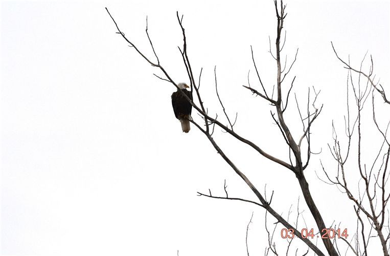 Bald Eagle by Stacy Doty