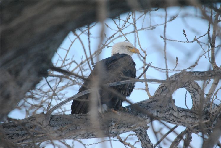 Bald Eagle in Kessler's tree