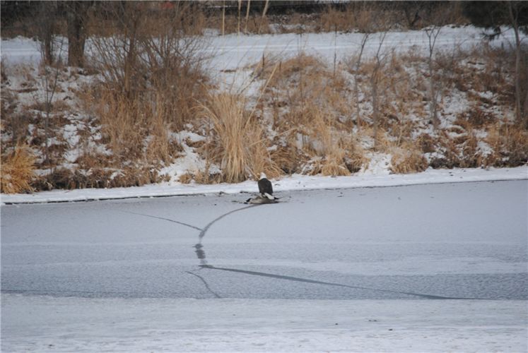 Bald Eagle on a dead Goose