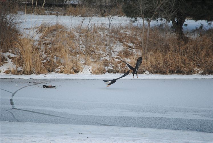 Bald Eagle saying to get away