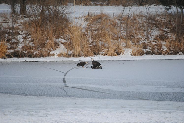 Bald Eagles diner time