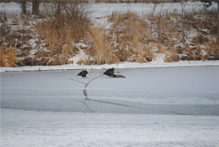 Bald Eagles vying for food