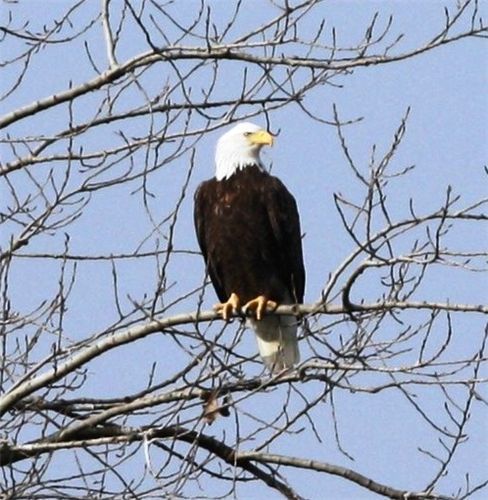 Blk 27 Bald Eagle