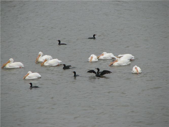 Cormorants and Pelicans