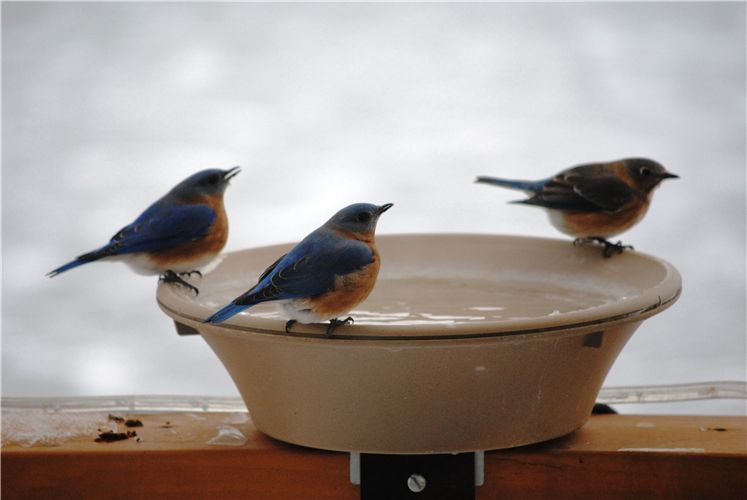 Eastern Bluebird