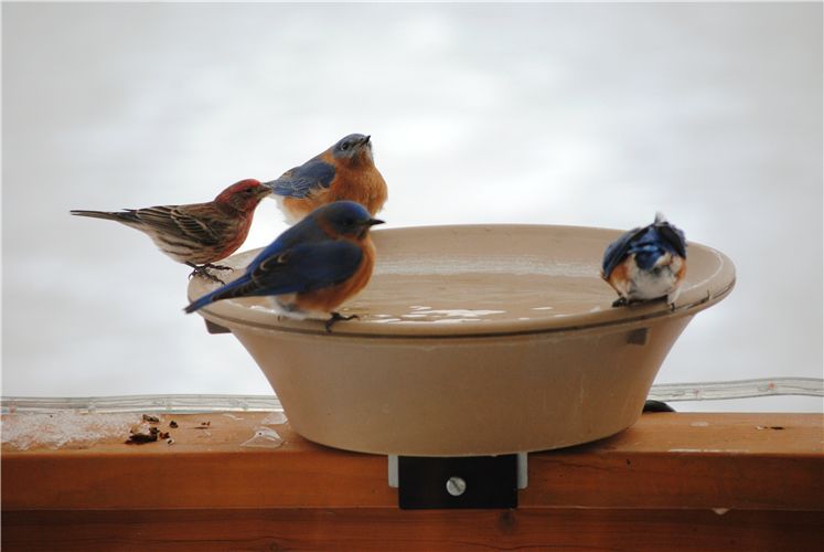 Eastern Bluebirds and House Finch