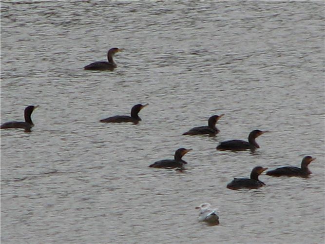 Visiting Cormorants fishing