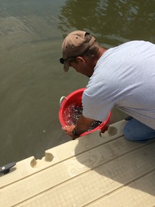 Transferring Fish to Lake